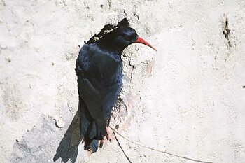 Red Billed Chough