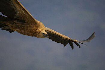 Grifon Vulture