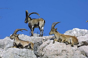 Spanish Mountain Goats