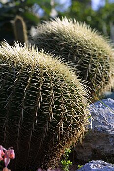 Botanical Gardens