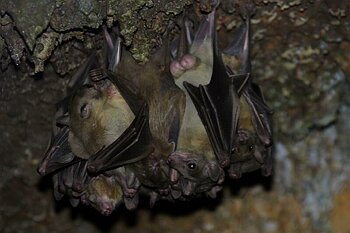 randy batmen