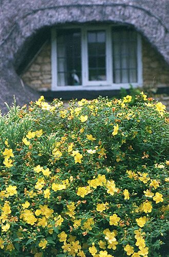 Cottage, Gotherington, Glos.