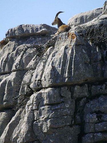Spanish mountain goat