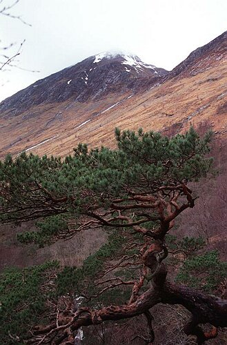 Scots Pine