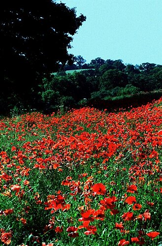 Poppy field, Devon