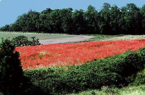Poppy field, Devon