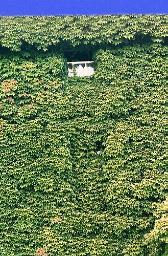 Ivy encroaching a window