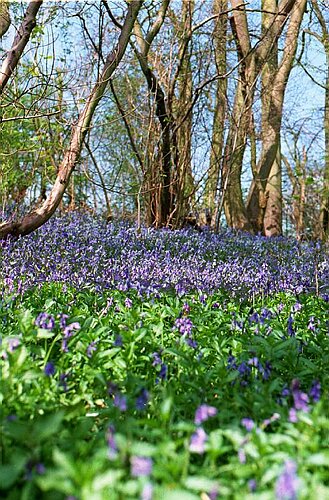 Bluebell wood