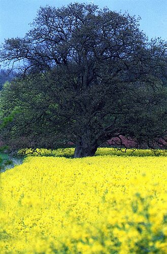 Oil seed rape