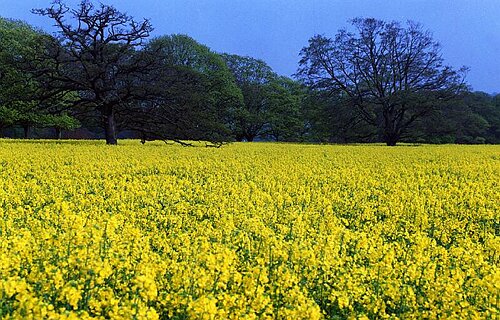 Oil seed rape